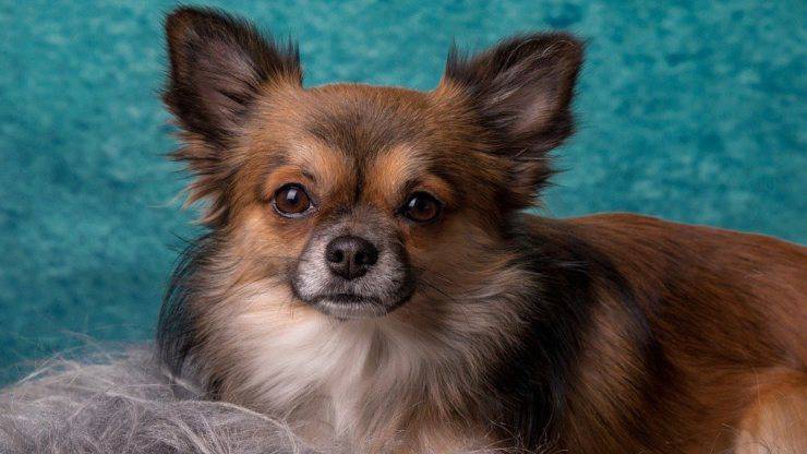 cane chihuahua ha malattie più comuni e problemi di salute chihuahua malattie comuni problemi salute