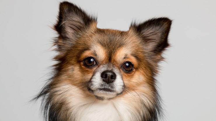 razze cani compatibili con chihuahua