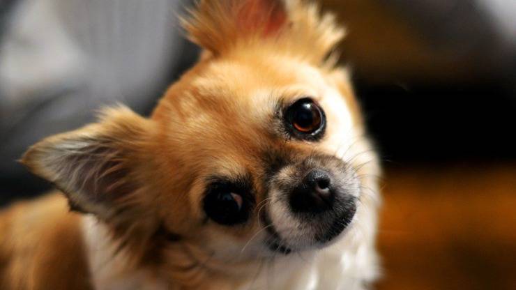 cosa dare da mangiare ad un chihuahua alimentazione ideale chihuahua alimentazione cane mangiare dieta