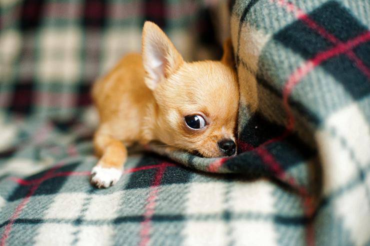 Il cane e i suoi atteggiamenti