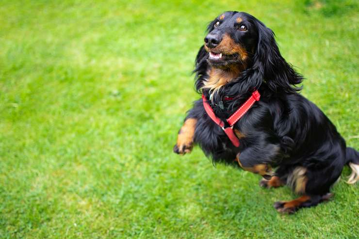Il cane e le sue particolarità