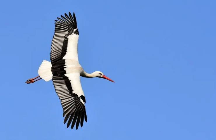 città salvare vita uccelli migratori