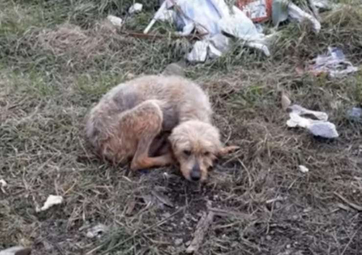 cagnolina anziana cieca abbandonata strada