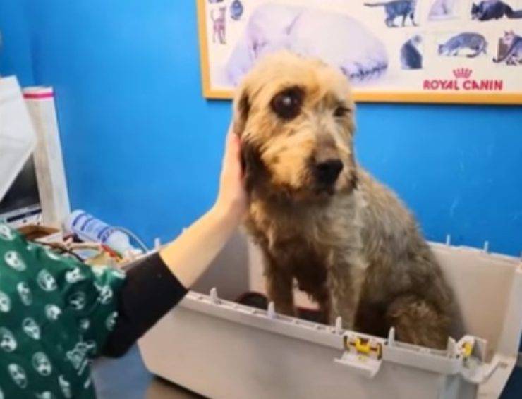 cagnolina anziana cieca abbandonata strada
