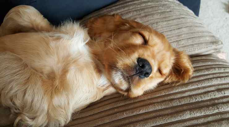 Cocker Spaniel