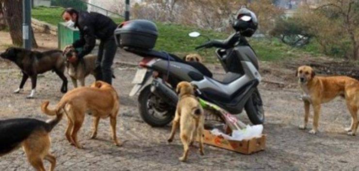 corriere sfama cani gatti randagi