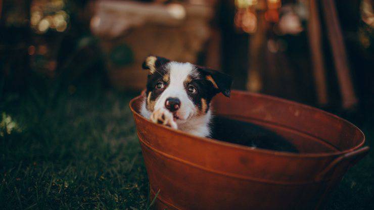 il cucciolo di cane si isola, motivi e cosa fare cucciolo di cane si isola