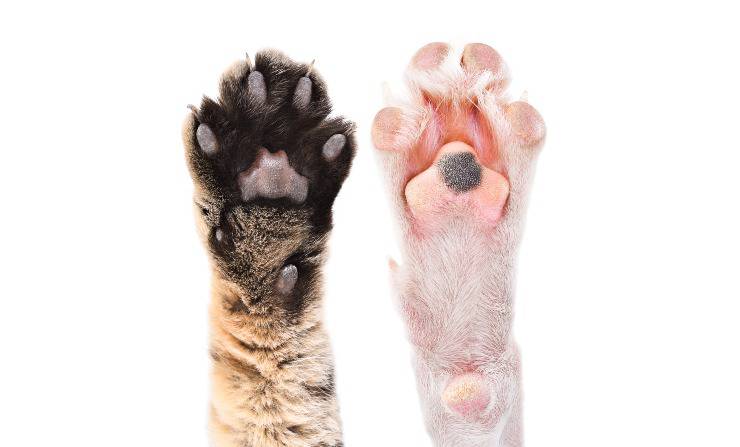 cuscinetti cane e gatto