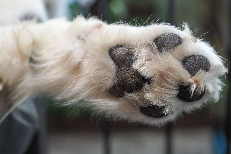 cuscinetti cane