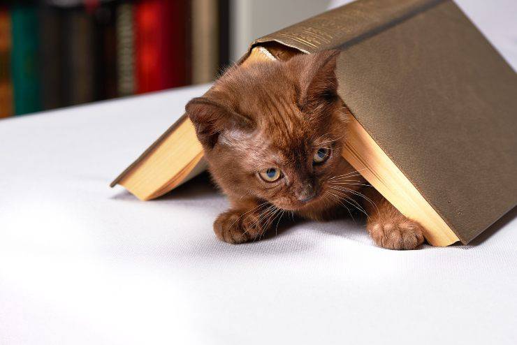 Il gatto si strofina sugli oggetti Il gatto si strofina sugli oggetti