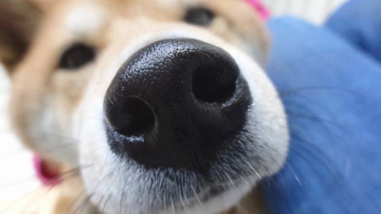 cose che cane fa per noi