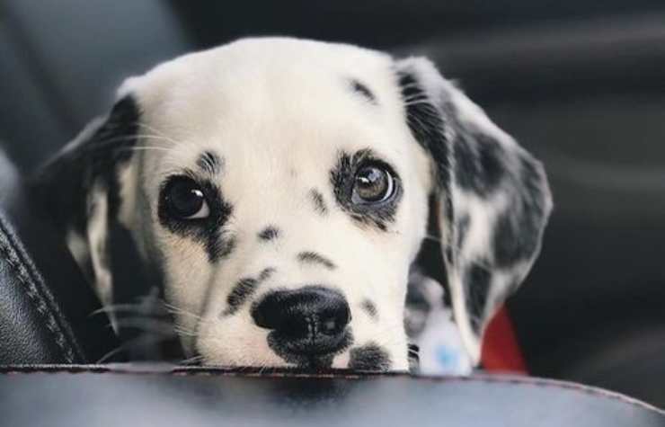 Dalmata timido