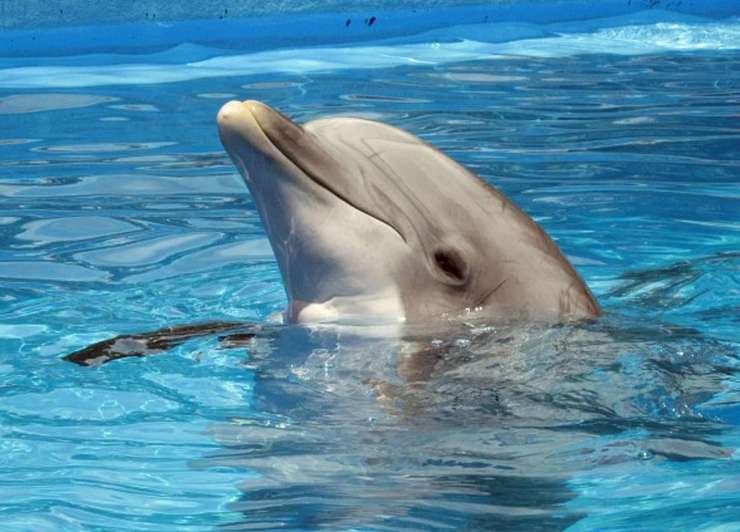 liberato delfino prigioniero parco nove anni