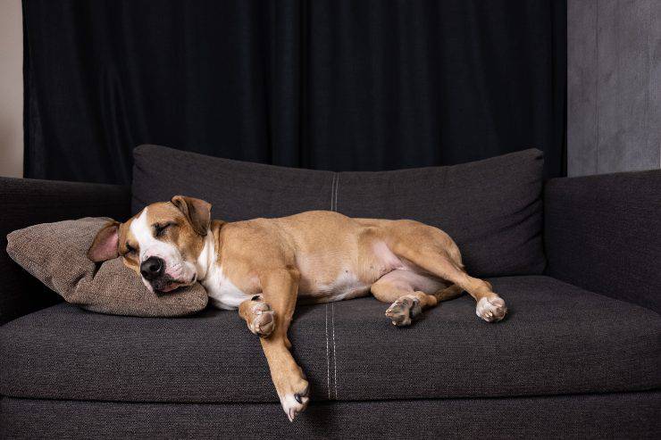 divani per cane