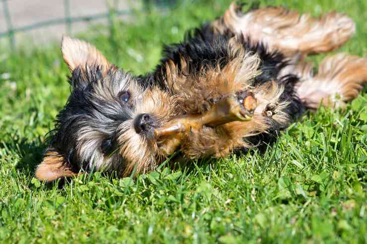 Il cane si rotola dopo mangiato
