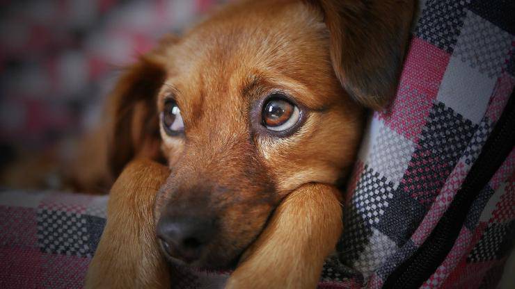 Cucciolo triste (Foto Pixabay)