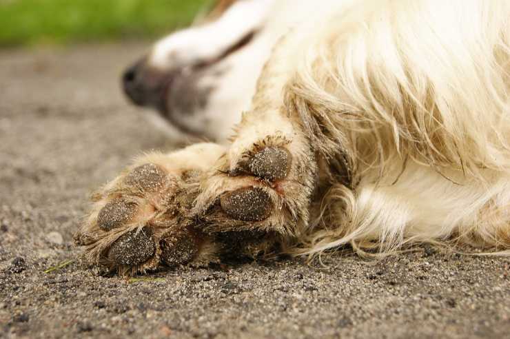 Le razze di cani con le zampe più forti Le razze di cani con le zampe più forti