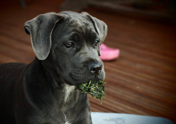 il cane e le erbe