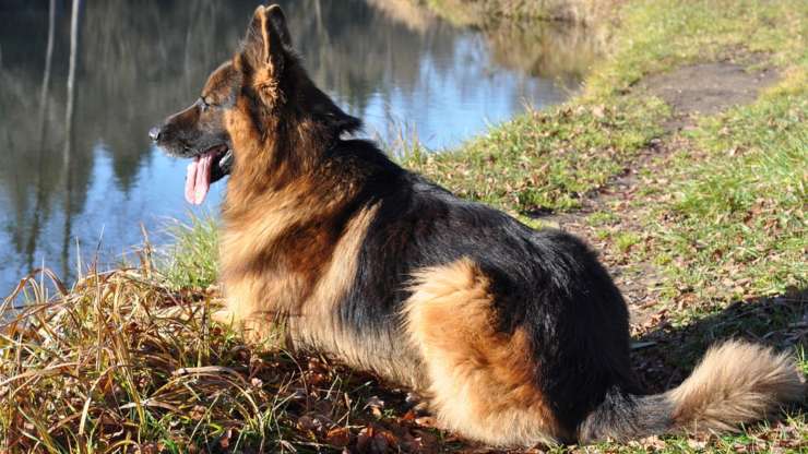 cane pastore tedesco compagni compatibili razze