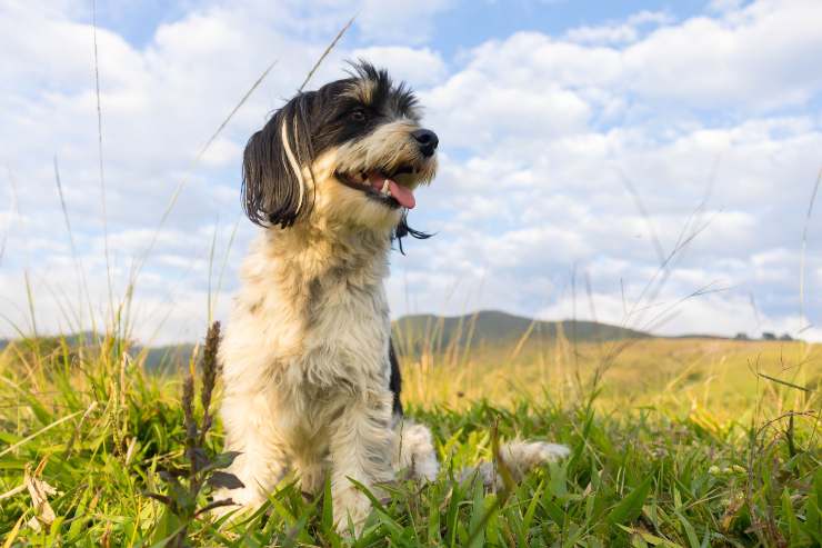 Cane tra le erbe