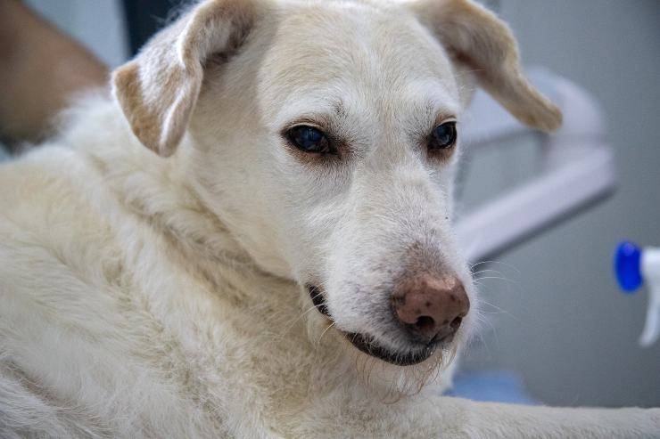Il cane dal medico