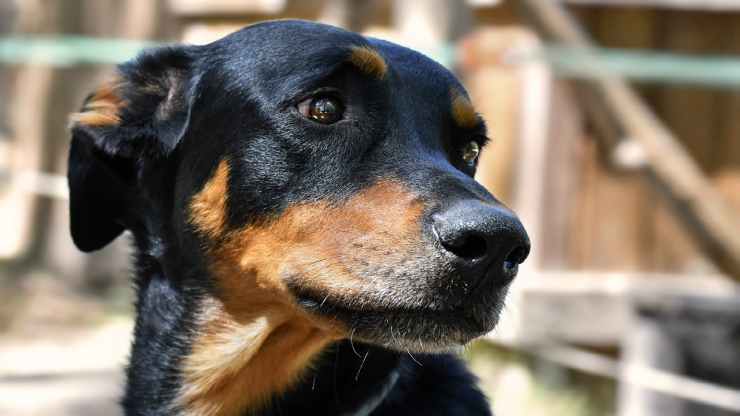 Cucciolo solo (Foto Pixabay)