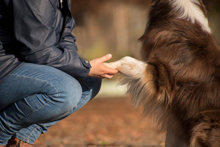 cane rottweiler padrone cani mentire bugie ingannare