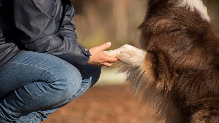 i cani hanno cose in comune con noi umani cani cose in comune con umani