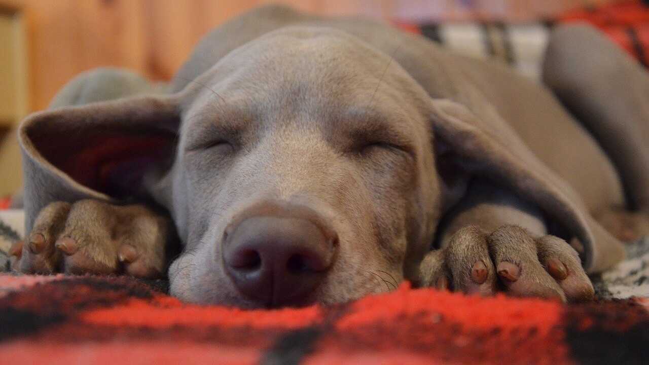 cane dorme tappetino riscaldante cani gatti