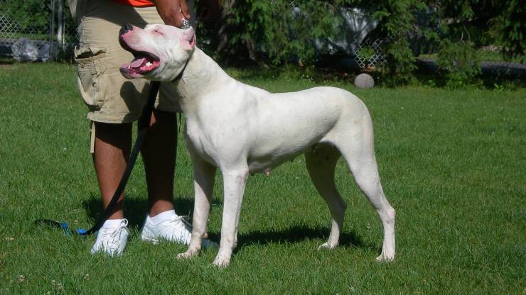 dogo argentino alimentazione dieta mangiare