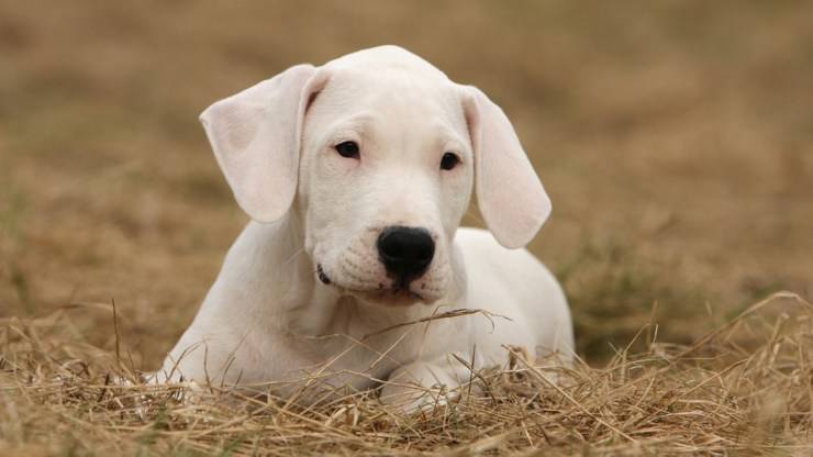 cane dogo argentino malattie predisposizioni salute