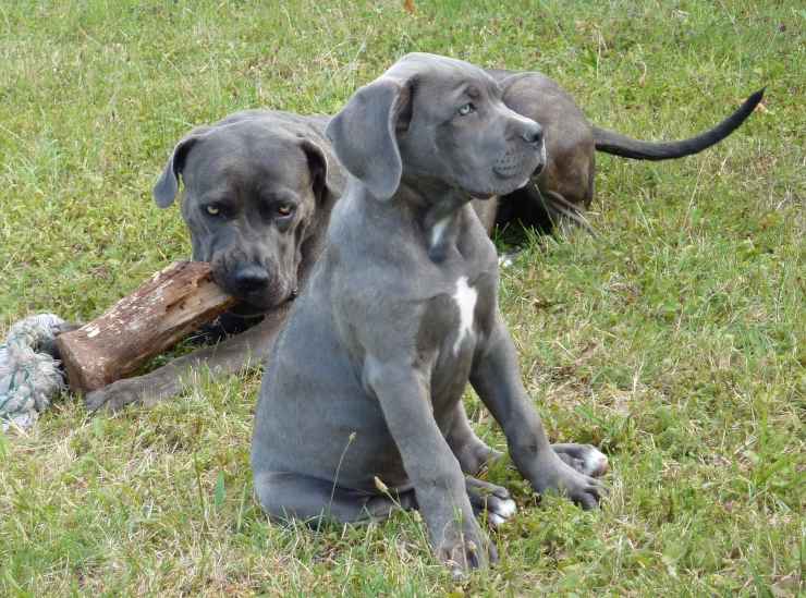 cane corso cucciolo