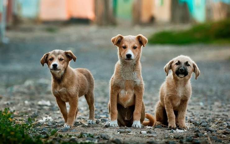 Cuccioli