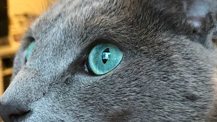forme e colori degli occhi dei gatti 