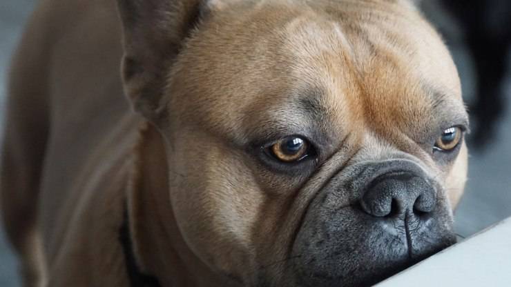 cane acqua bere te alito cattivo