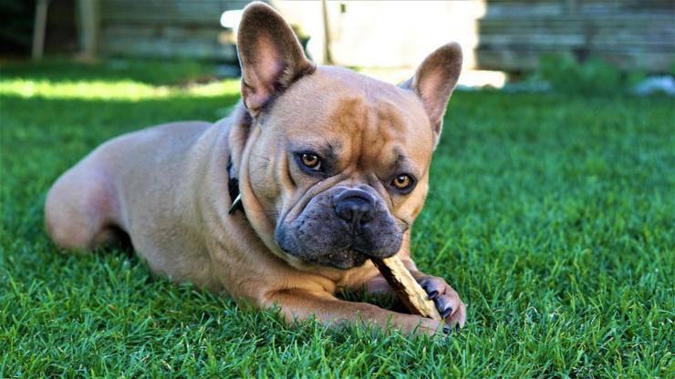 Bulldog francese curiosità