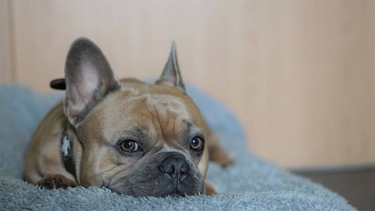 Bulldog francese curiosità