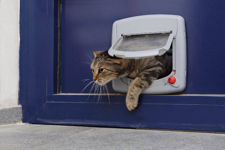 porte per gatti