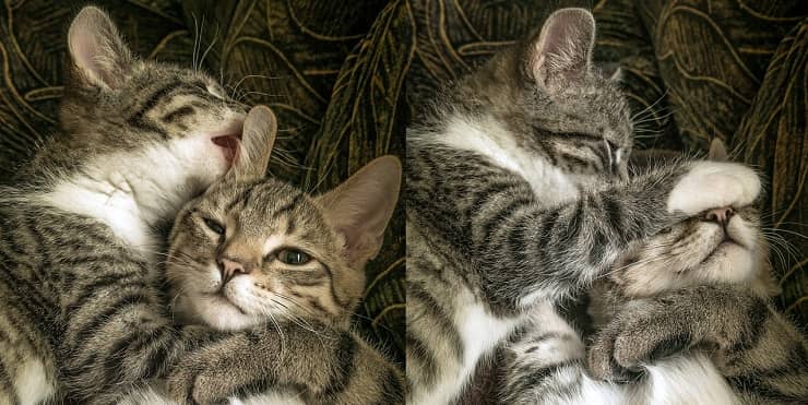 gatti coccole 