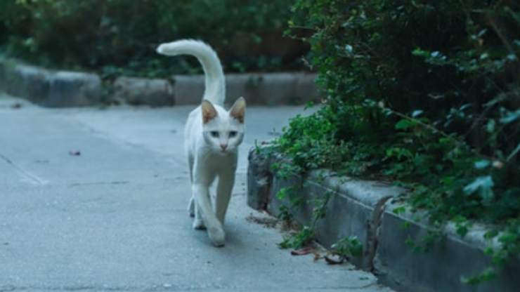 gatto