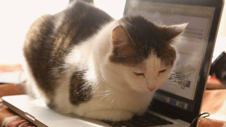 gatto dorme su pc