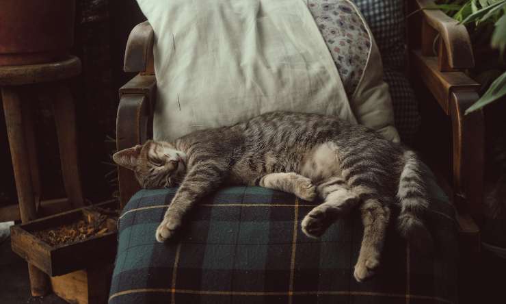 gatto dorme
