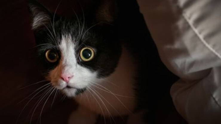 come calmare gatto quando è nervoso