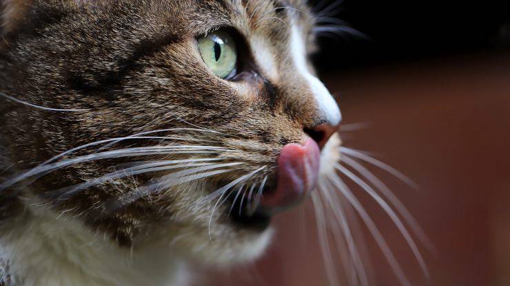 Gatto che si lecca Gatto che si lecca