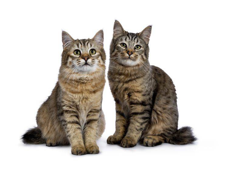gatto lince