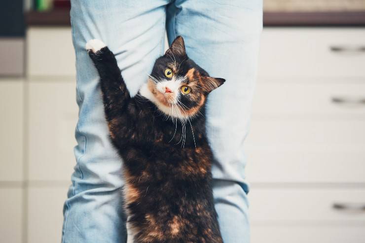 gambe alle gambe del padrone gatto e gambe del padrone