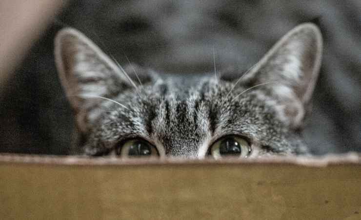 gatto si nasconde