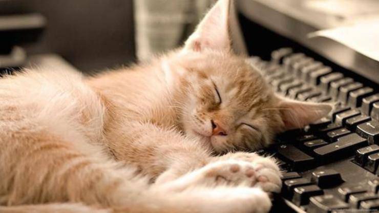 il gatto si sdraia sulla tastiera del computer: ecco i motivi gatto si sdraia su tastiera del computer