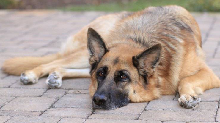 cane perde pelo perdita pastore tedesco rimedi naturali