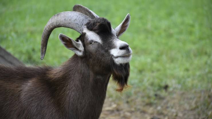la capra, tra le corna più lunghe del mondo tra gli animali capra animali corna più lunghe